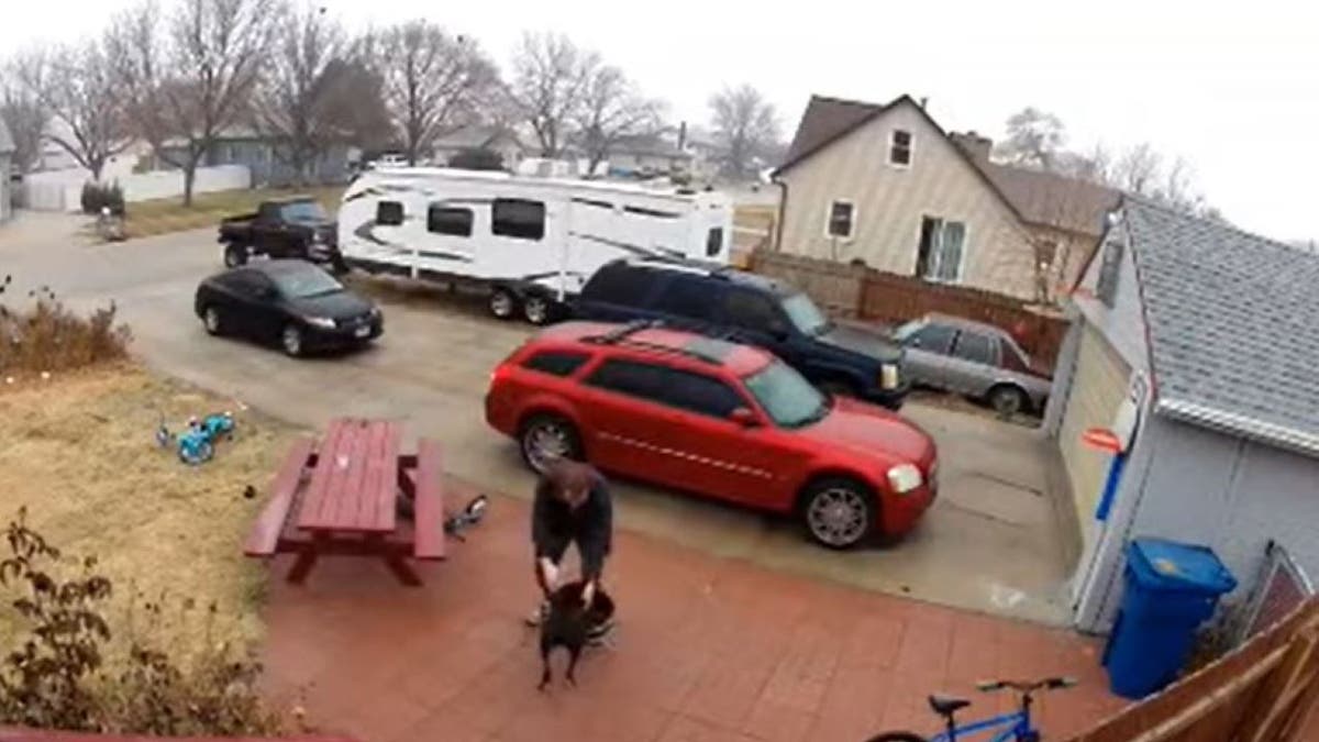 pit bull helps owner on icy driveway in Nebraska