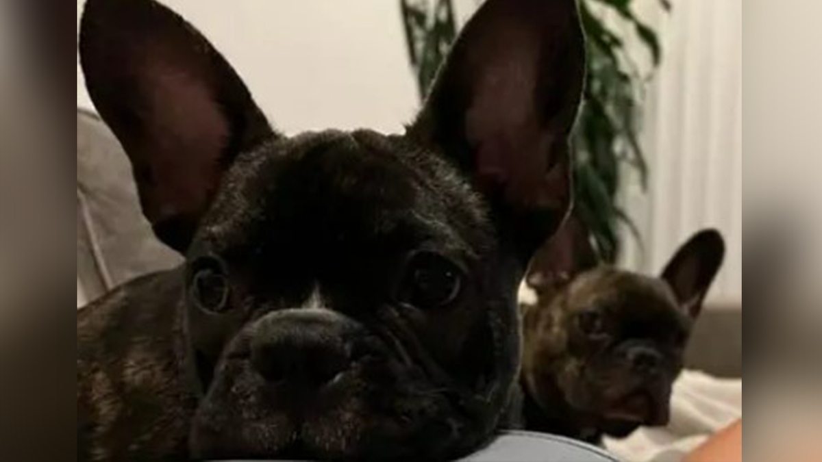 French Bulldogs stolen