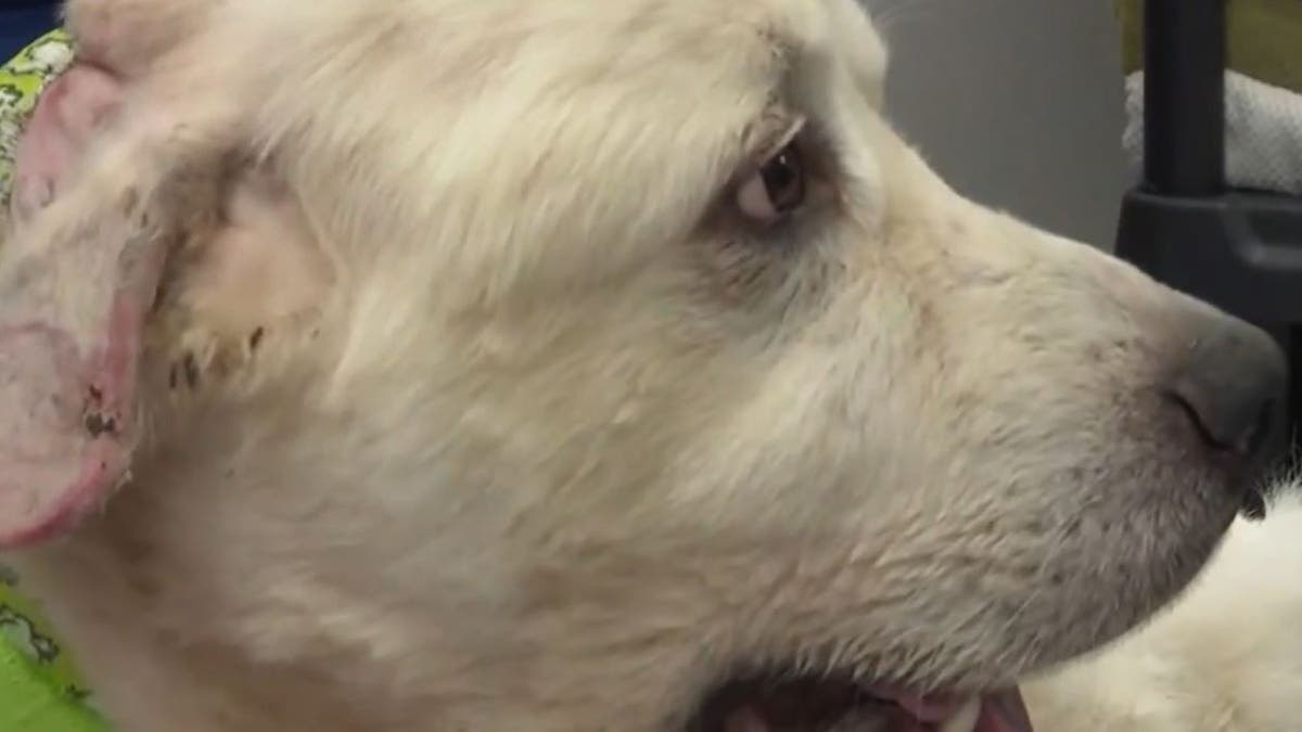 Casper sheepdog injured ear