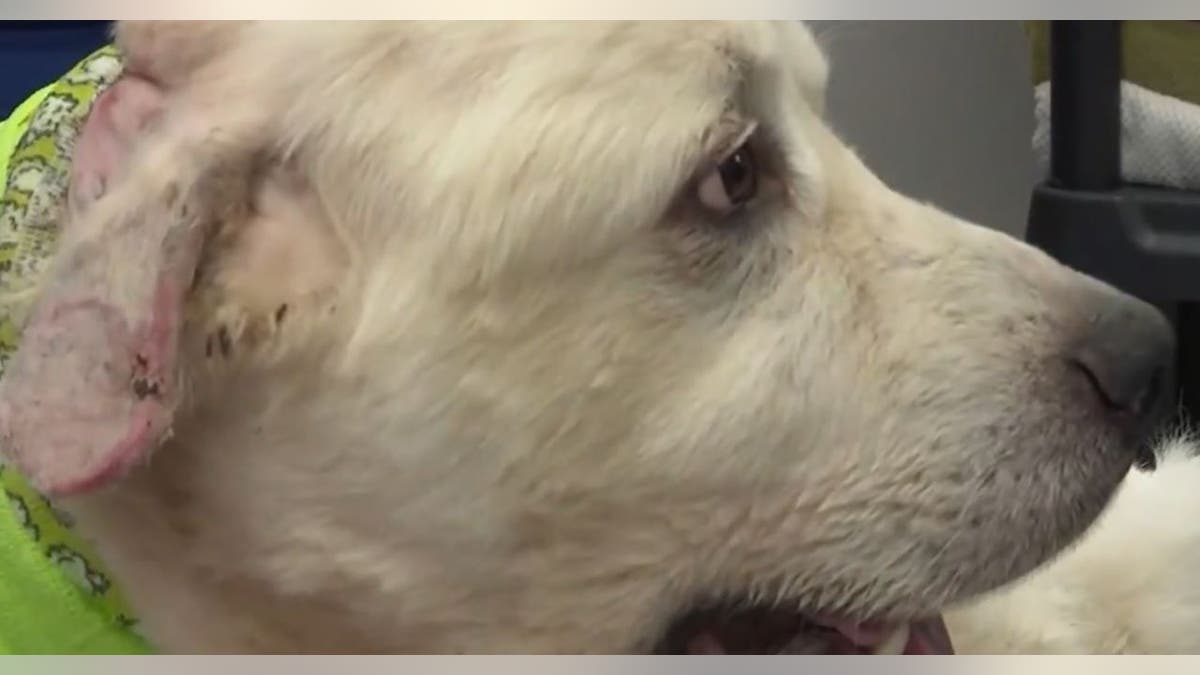 Casper sheepdog injured ear