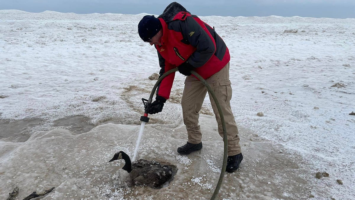 frozen goose