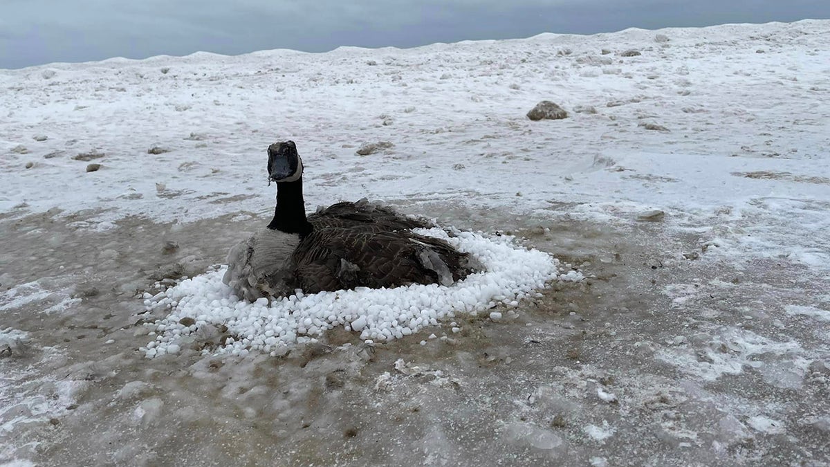 frozen goose
