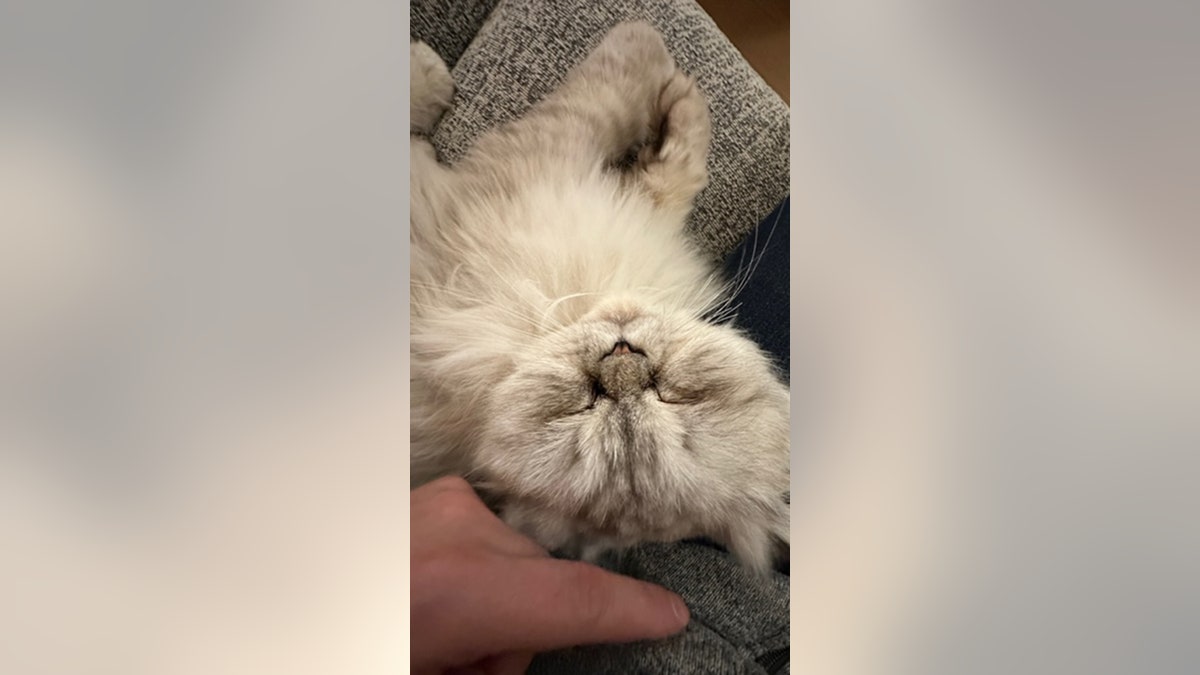 grumpy cat is cuddling with new homeowners