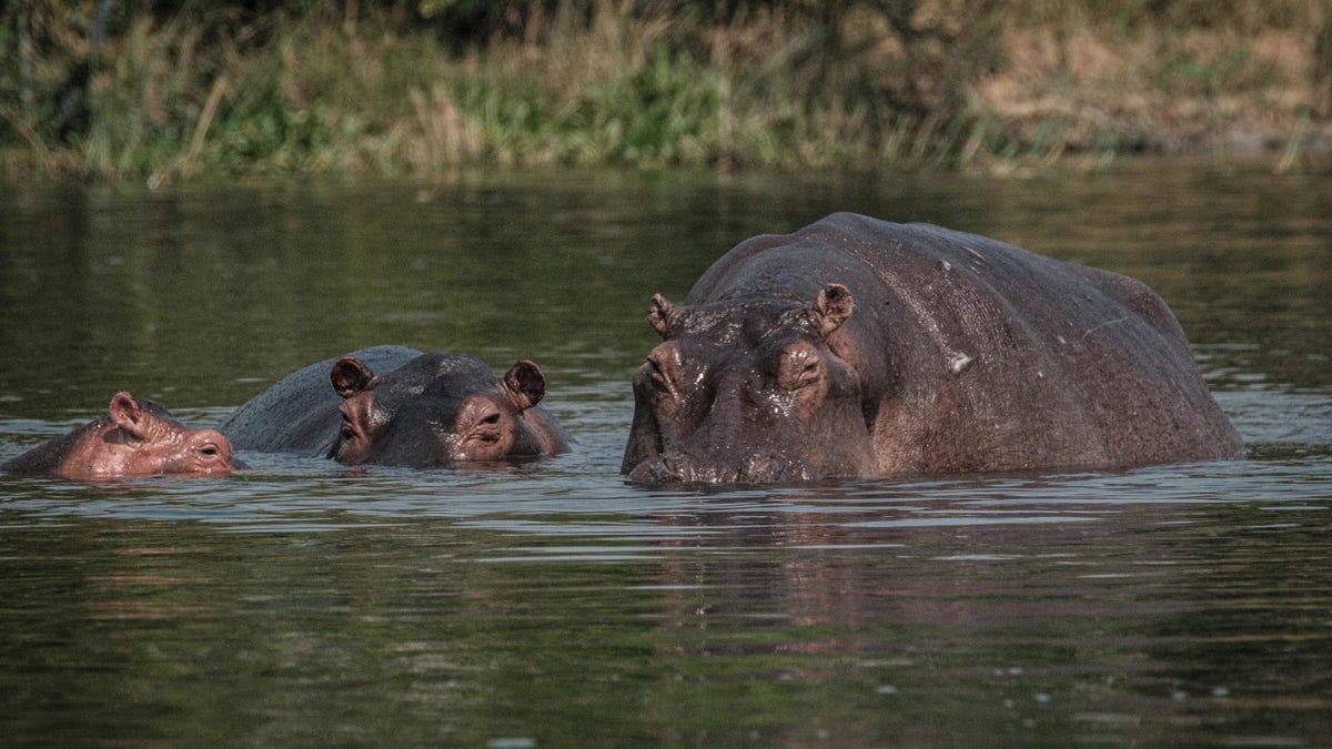 Hippopotamuses in the Victoria Nile near the Murchison Falls, northwest Uganda