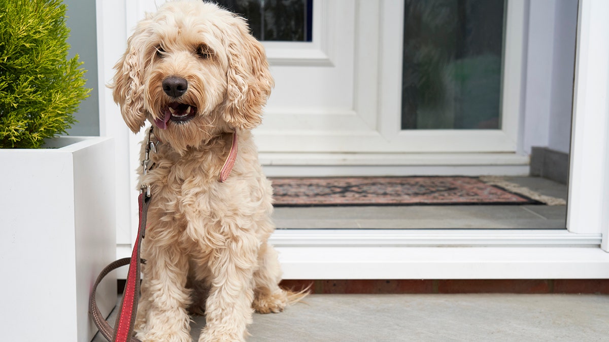 cockapoo walk