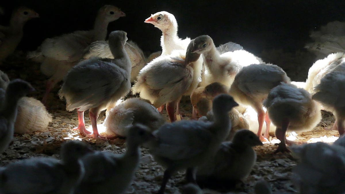 Avian Flu Confirmed In California, 250,000 Birds To Be Euthanized Amid ...