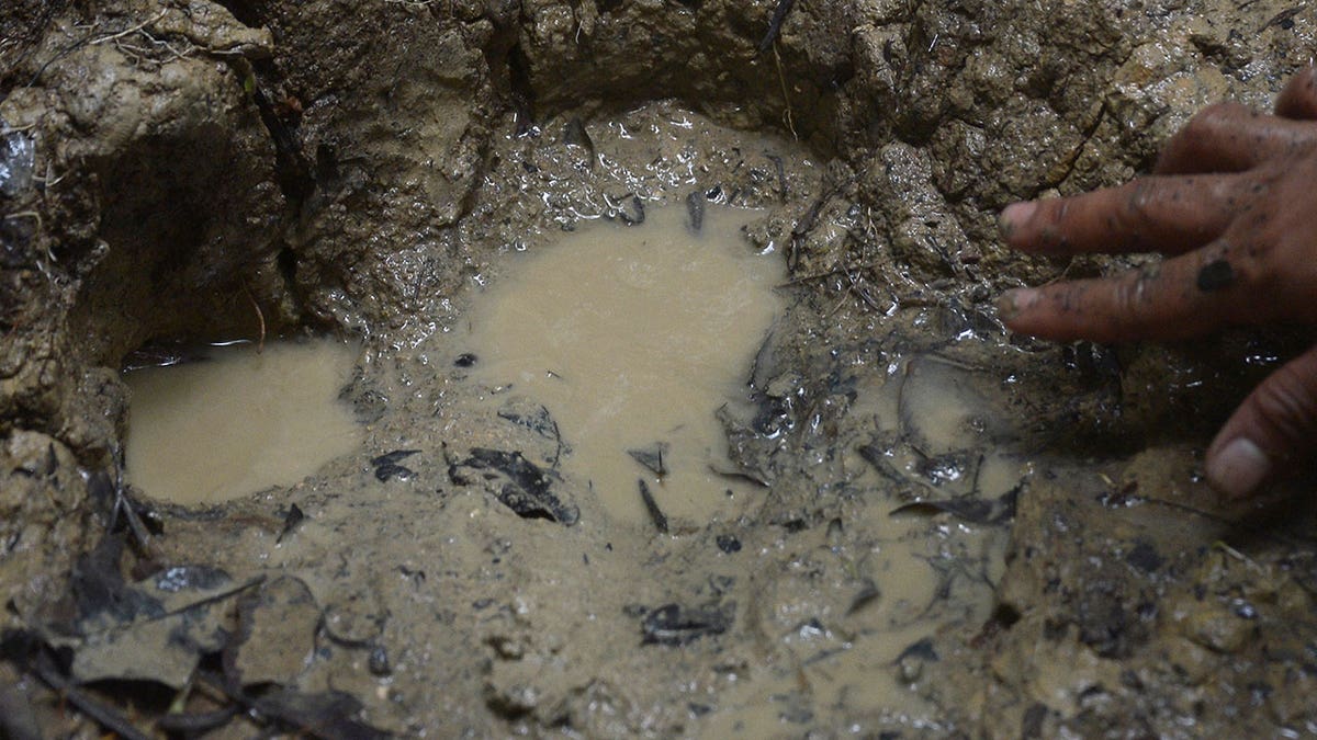 Javan rhino footprint