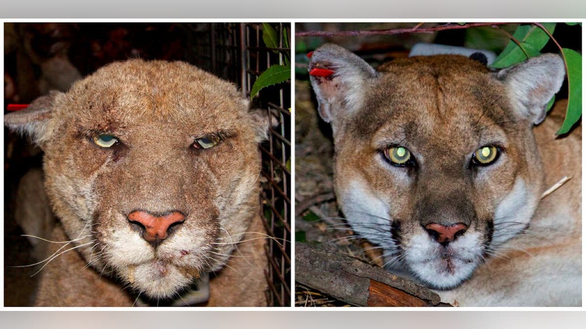 side by side photos of P-22