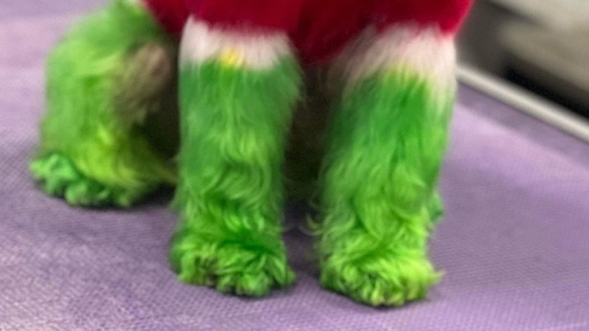 Dog store dyed green