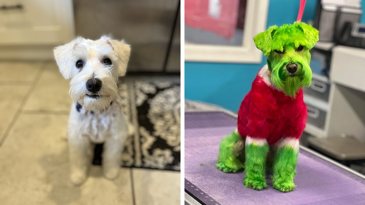 grinch dog split with rizzo on tile floor