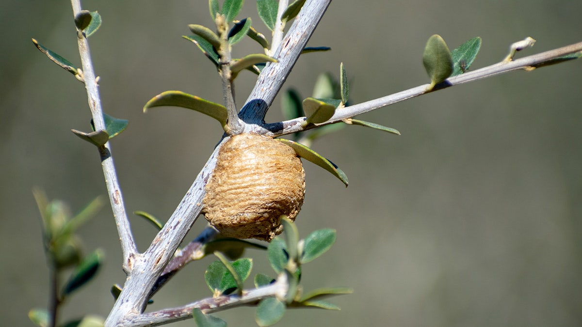 praying mantis egg sac