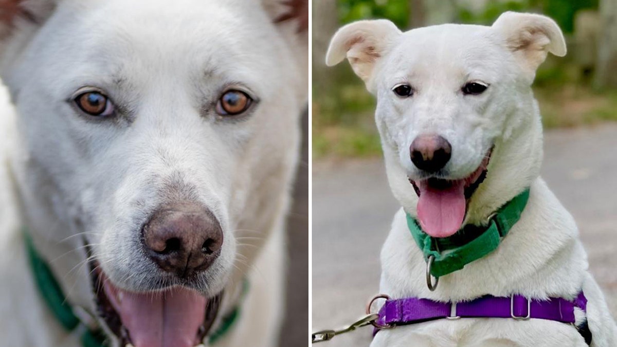 White shepherd dog in Hamptons looking for her forever home: ‘Give her a chance’