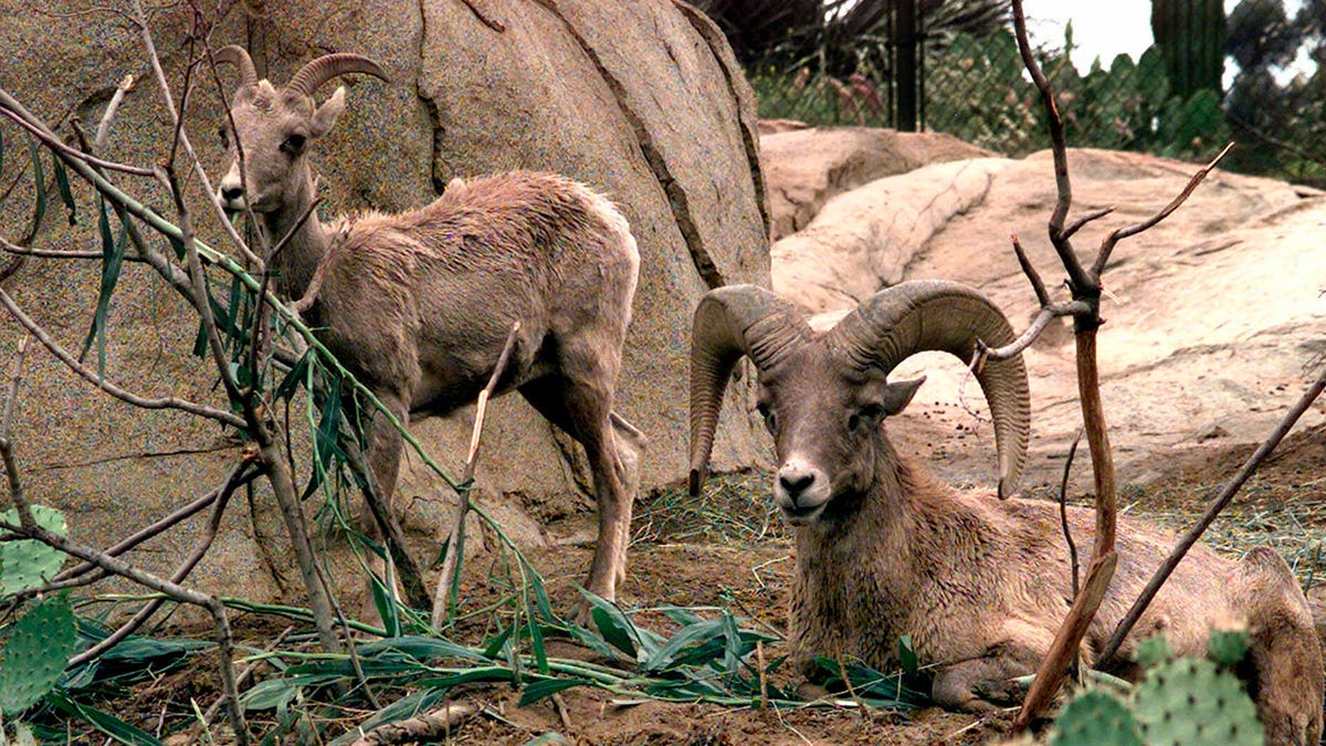 Desert bighorn sheep