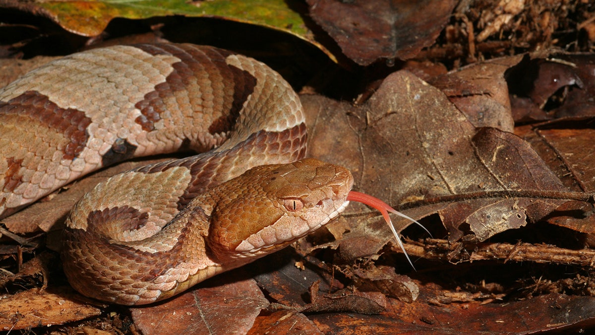 la serpiente cabeza de cobre mueve la lengua