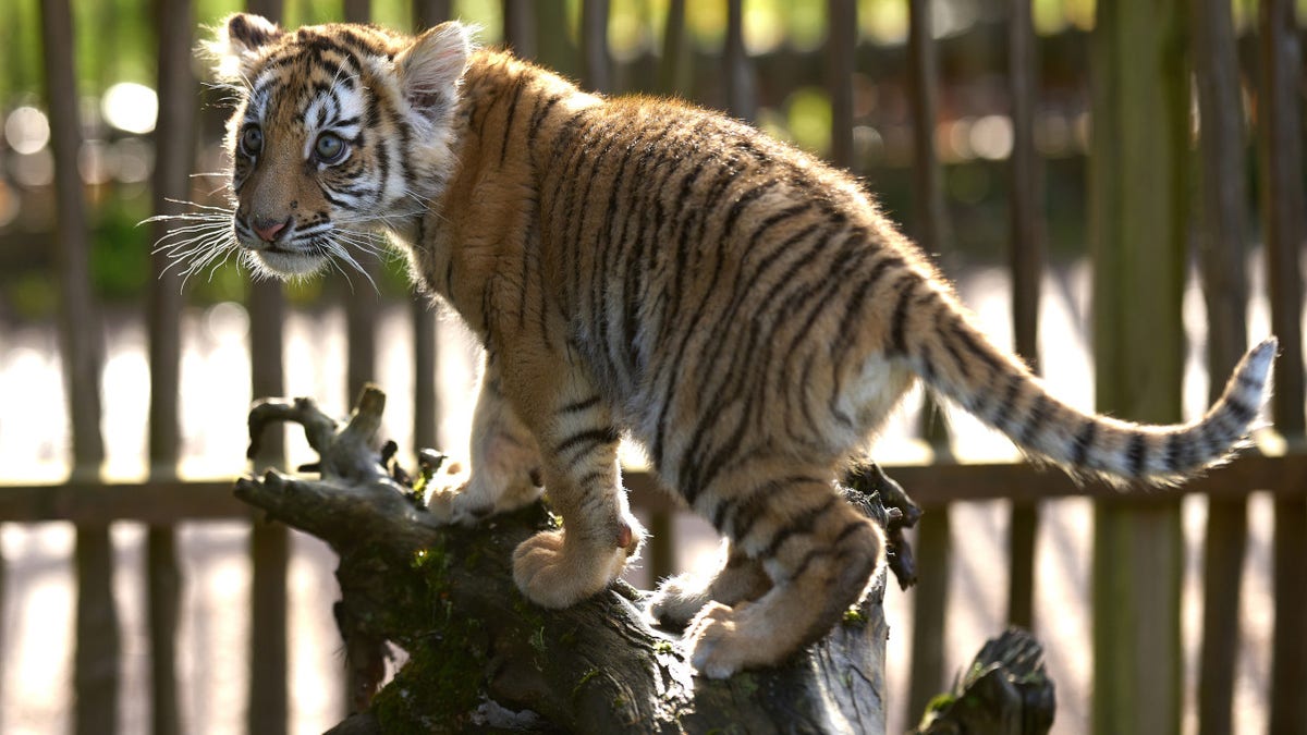 A tiger cub displayed in captivity