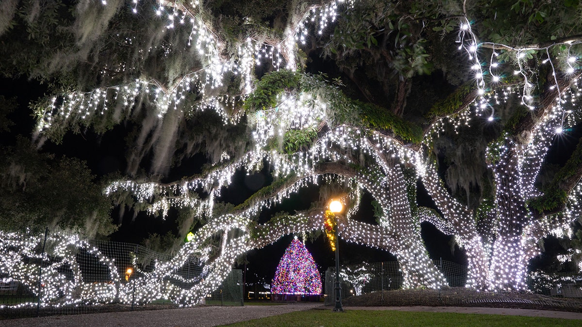 holly jolly christmas lights