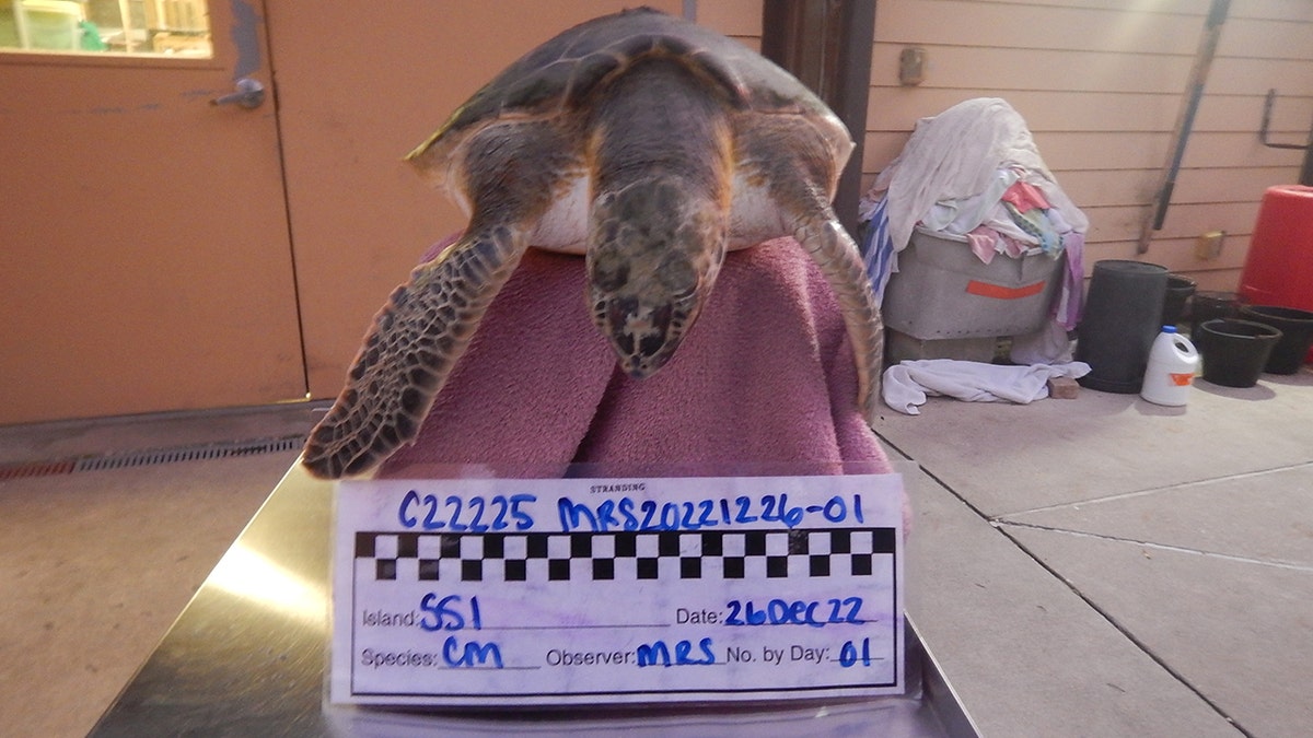 cold-stunned sea turtle