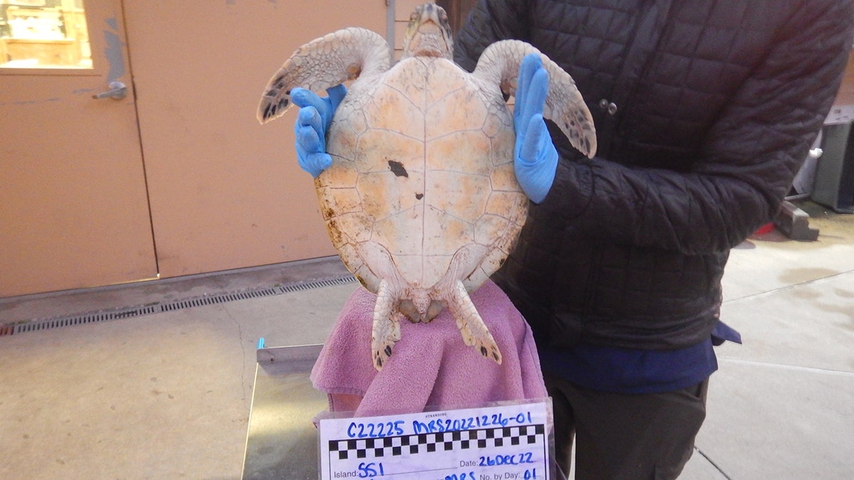 cold-stunned sea turtle