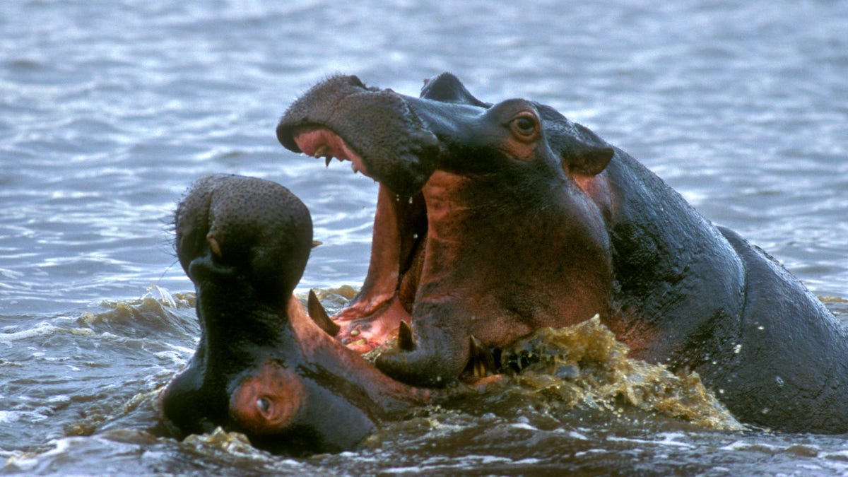 Two hippo bulls fighting in water of lake