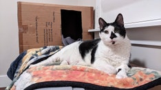 'Gentle giant' with a 'big heart': Tuxedo cat named Augustus Gloop is up for adoption in Utah