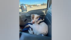 'Reckless driver' in Texas Walmart parking lot that struck 2 cars turns out to be dog