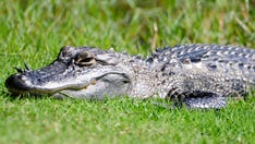Alligator mauls woman canoeing as Florida urges vacationers to avoid disaster with safety tips