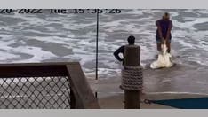 Florida man who allegedly beat shark on beach should be charged, according to wildlife commission