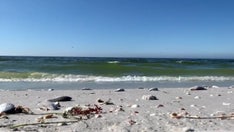 Toxic algae killing fish in Florida prompts health warnings for humans, pets: 'Respiratory effects'