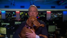 How to avoid getting scammed while buying a puppy