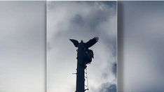 Florida firefighters save eagle speared by lightning rod atop elementary school's radio tower
