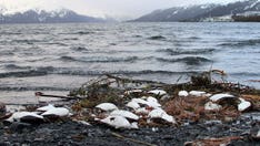 Seabirds are dying from starvation on AK coast