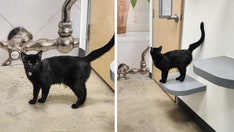 'Sad cat’ named Ellie surrendered by owner because animal 'wanted to cuddle,' then goes viral