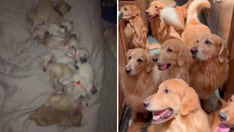 Pet owner has 13 golden retrievers: 'Happiness is an understatement'