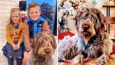 Elf in Louisiana family's home goes missing: Dog looks guilty, kids are crying