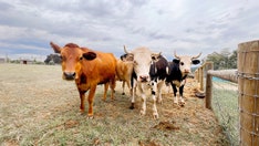 Farmer predicts worse food shortages, higher prices in 2023 amid inflation, drought, interests rate hikes