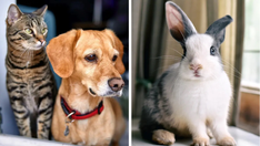 New York bans the sale of dogs, cats and rabbits at retail pet stores