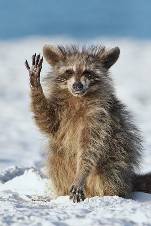 COMEDIC wildlife photos