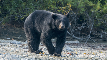 Woman mauled to death by bear that harassed her for months
