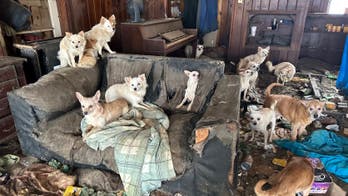 Tennessee police discover 76 dogs living in abandoned home: report