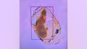 Dog accidentally sent through Wisconsin airport X-ray machine, TSA says