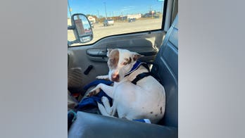 'Reckless driver' in Texas Walmart parking lot that struck 2 cars turns out to be dog