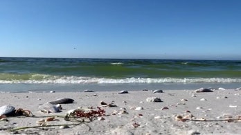 Toxic algae killing fish in Florida prompts health warnings for humans, pets: 'Respiratory effects'