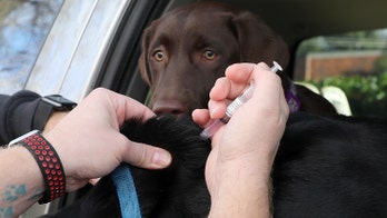 Dog flu outbreaks hit shelters, homes across US as vets encourage owners to get their dog vaccinated