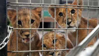 4 lion cubs that were orphaned during war in Ukraine arrive at Minnesota animal sanctuary