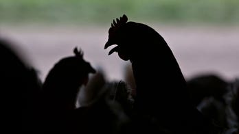 Avian influenza outbreak underway in Mississippi