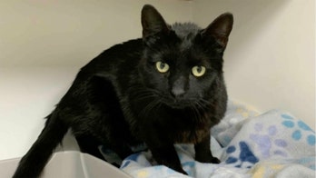 'Christmas miracle cat,' missing for over 5 months, is reunited with the family that never forgot her