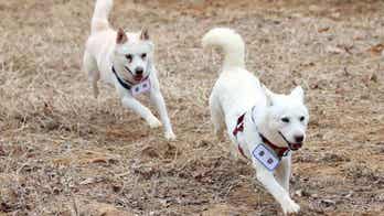 Dogs gifted by North Korean leader Kim Jong Un end up in South Korean zoo