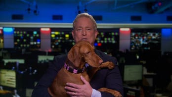 How to avoid getting scammed while buying a puppy