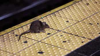 New York City hiring new 'rat czar' to help with city's long-running battle against rodents