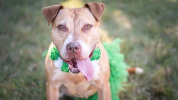 Five-year-old pit bull in Charlotte has one Christmas wish: ‘A forever home for the holidays’